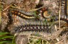 Chondrostega vandalicia: Halbwchsige Raupen in unterschiedlichen Stadien im zeitigen Frhjahr (e.l. Zentralspanien, Sierra de Gredos, Jungraupen Mitte Oktober 2021) [S]