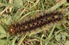 Chondrostega vandalicia: Ausgewachsene Raupe im Frhjahr (e.l. Zentralspanien, Sierra de Gredos, Jungraupen Mitte Oktober 2021) [S]