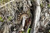 Chondrostega vandalicia: Raupe Ende Mrz auf 1500m (Sierra de Gredos, 27. Mrz 2022) [N]