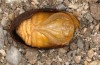 Chondrostega vandalicia: Mnnliche Puppe, Kokon entfernt (e.l. Zentralspanien, Sierra de Gredos, Jungraupen Mitte Oktober 2021) [S]