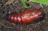 Lemonia taraxaci: Pupa (e.l. Simplon 2008) [S]