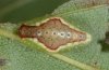 Heterogenea asella: Raupe (Ostalb, September 2010)