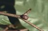 Heterogenea asella: Cocoon at sprig (e.l. Memmingen, Southern Germany) [S]