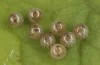Hamearis lucina: Eggs prior to hatching (S-Germany, Kempter Wald, eggs in early June 2022) [S]