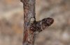 Satyrium acaciae: Ei (wenige cm über Kalkschotter, Ostalb) [N]