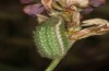 Polyommatus admetus: Raupe (Nordgriechenland, Katarapass, Anfang Juni 2021) [S]