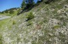 Polyommatus admetus: Larvalhabitat (Nordgriechenland, Katarapass, Anfang Juni 2021) [N]