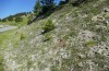 Polyommatus admetus: Larval habitat (N-Greece, Katara mountain pass, early June 2021) [N]