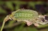 Polyommatus admetus: Raupe (Nordgriechenland, Katarapass, Anfang Juni 2021) [N]
