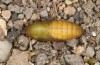 Polyommatus admetus: Pupa (e.l. rearing, N-Greece, Katara mountain pass, larva in early June 2021) [S]