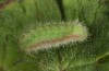 Polyommatus agestis: Larva (S-Germany, eastern Swabian Alb, April 2010) [S]