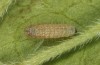Polyommatus agestis: Larva in the first instar (e.o. rearing, S-Germany, Stuttgart, oviposition in August 2021) [S]