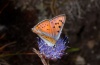 Lycaena alciphron: Männchen (Mont Lozère, Frankreich, 1600m NN, Juli 2012) [N]