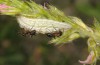 Glaucopsyche alexis: Larva on Onobrychis (SE-France, Haute-Durance, June 2017) [N]