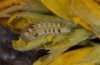 Glaucopsyche alexis: halbw�chsige Raupe
