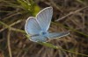 Polyommatus amandus: Male (Greece, Peloponnese, Chelmos, late May 2017) [N]