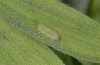 Polyommatus amandus: L1-Raupe [S]