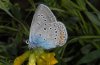 Polyommatus amandus: Male (Eastern Swabian Alb) [S]