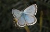 Polyommatus anteros: Männchen (NW-Bulgarien, Oblast Sofia, Gubesh, Anfang Juni 2018) [N]