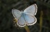 Male (NW-Bulgaria, Oblast Sofia, Gubesh, early June 2018)