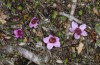 Polyommatus aquilo: Saxifraga oppositifolia (N-Sweden, Abisko, early July 2020) [N]