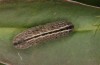 Polyommatus argus: Larva on Limonium (E-Romania, Berca, May 2021) [S]