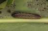 Polyommatus argus: Larva on Limonium (E-Romania, Berca, May 2021) [S]