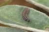 Polyommatus argus: Young larva (e.o. rearing, SW-Germany, Kempter Wald, oviposition in July 2020, spring 2021) [S]
