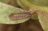 Polyommatus argus: Half-grown larva (e.o. rearing, SW-Germany, Kempter Wald, oviposition in July 2020, spring 2021) [S]