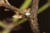 Polyommatus argus: Egg (SW-Germany, Kempter Wald, July 2020) [S]