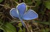 Polyommatus argyrognomon: Male [S]