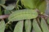 Polyommatus argyrognomon: Larva [S]