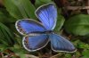 Polyommatus argyrognomon: Weibchen (sind meist deutlich blau übergossen) [S]
