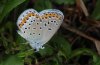 Polyommatus argyrognomon: Female [S]