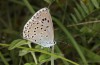 Maculinea arion: Female (SW-Germany, Baden-Württemberg, Heidenheim/Brenz, July 2020) [N]