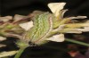 Polyommatus aroaniensis: Larve (Chelmos, 1000m, Ende Mai 2017) [N]