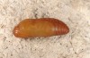 Polyommatus aroaniensis: Pupa (e.l. rearing, Greece, Chelmos mountain range, 1000m, larva in late May 2017) [S]