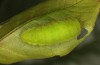 Callophrys avis: Larva in the final instar (e.o. rearing, France, Provence, oviposition in April 2021) [S]