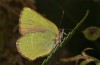 Callophrys avis: Female (France, Provence, April 2021) [S]