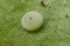Callophrys avis: Ei (Provence, April 2021) [S]