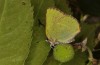 Callophrys avis: Weibchen (Provence, April 2021) [S]