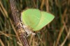 Callophrys avis: Adult (e.o. rearing, France, Provence, oviposition in April 2021) [S]