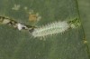 Tarucus balkanicus: L2-Raupe (e.o. Nordgriechenland, Askion-Gebirge, Siatista, Eifunde Mitte Juli 2025) [S]