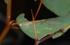 Tarucus balkanicus: The eggs are sometimes also deposited on the leaves (Askio mountains near Siatista, early August 2012) [N]