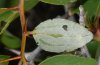 Tarucus balkanicus: Fraßbild an einem Blatt (Askion, Juli 2011) [N]