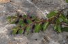 Tarucus balkanicus: Infested twig directly at a rock (Askion, July 2011) [N]