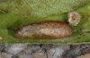 Tarucus balkanicus: Pupa [S]