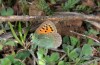 Tomares ballus: Weibchen bei der Eiablage an Medicago (Andalusien, Sierra de Tejada, Ende März 2015) [N]