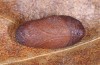 Tomares ballus: Pupa (e.o. rearing ex Andalusia, oviposition in late March 2015) [S]