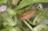 Scolitantides baton: Half-grown larva (SW-Germany, Black Forest)